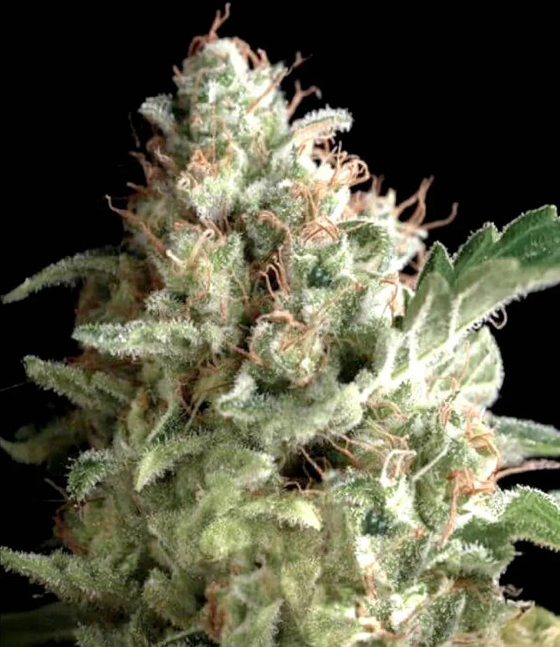 AMERICAN PIE FEM X3+1 - PYRAMID SEEDS-1