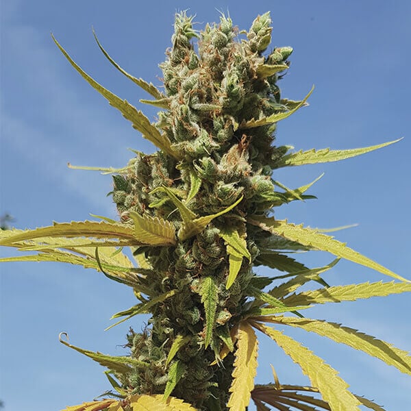 AMG - Amnesia Mac Ganja FEM X10 ROYAL QUEEN SEEDS-5