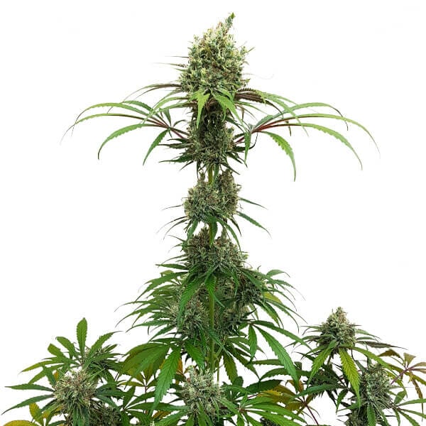 AMG - Amnesia Mac Ganja FEM X10 ROYAL QUEEN SEEDS-4