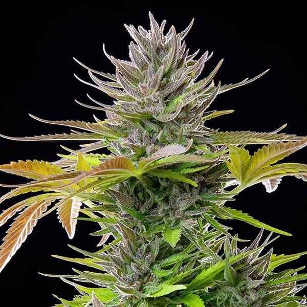 AMG - Amnesia Mac Ganja FEM X1 ROYAL QUEEN SEEDS