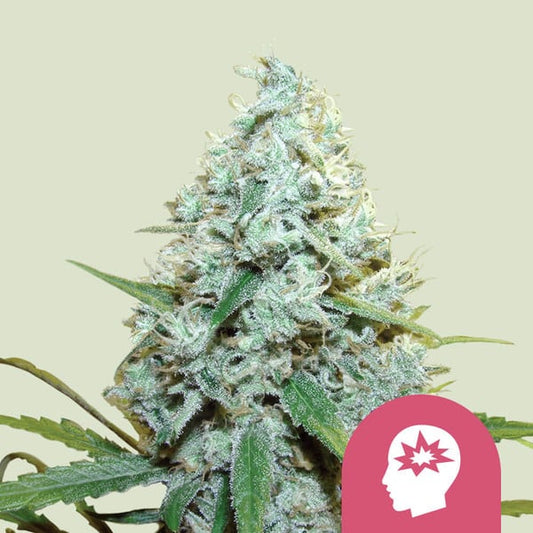 AMG - Amnesia Mac Ganja FEM X3 ROYAL QUEEN SEEDS