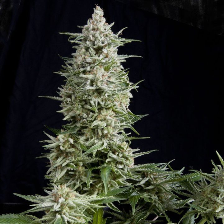 AMNESIA GOLD FEM X3+1  - PYRAMID SEEDS-1