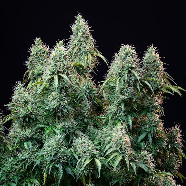 AMNESIA HAZE AUTO X100 ROYAL QUEEN SEEDS-6