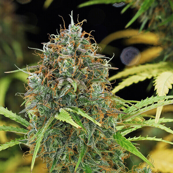 AMNESIA HAZE AUTO X10 ROYAL QUEEN SEEDS-8