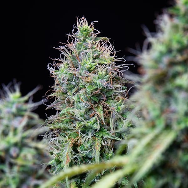 AMNESIA HAZE AUTO X10 ROYAL QUEEN SEEDS-6