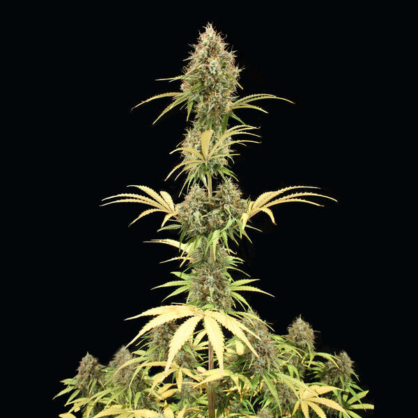 AMNESIA HAZE AUTO X10 ROYAL QUEEN SEEDS-7