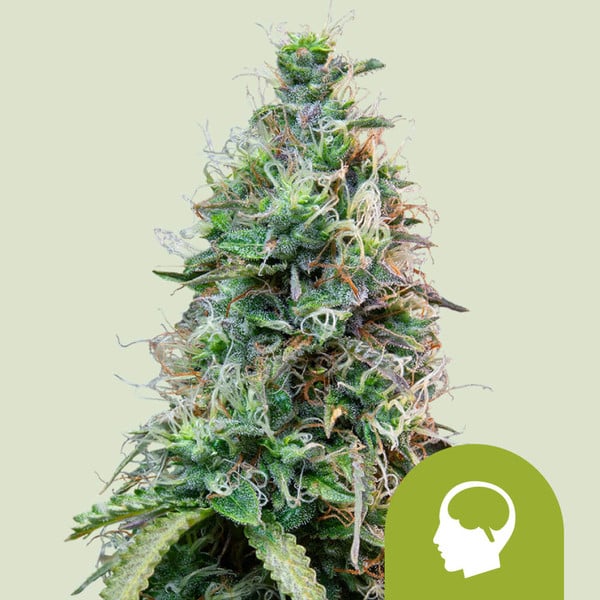 AMNESIA HAZE AUTO X100 ROYAL QUEEN SEEDS