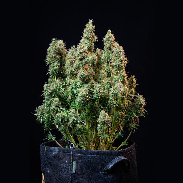 AMNESIA HAZE AUTO X100 ROYAL QUEEN SEEDS-5