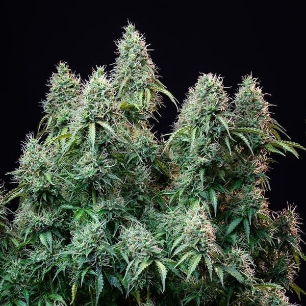 AMNESIA HAZE AUTO X10 ROYAL QUEEN SEEDS-5