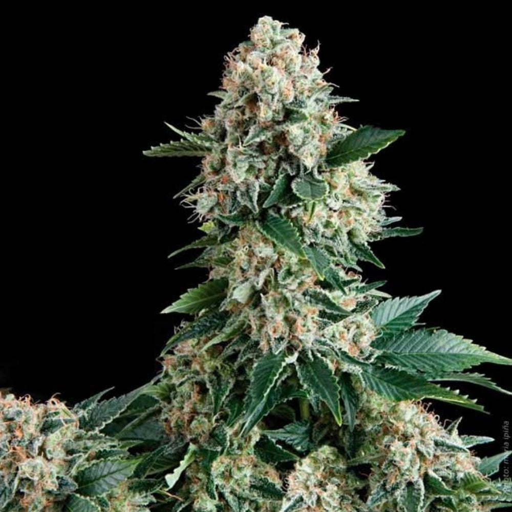SHARK AUTO X3+1 - PYRAMID SEEDS
