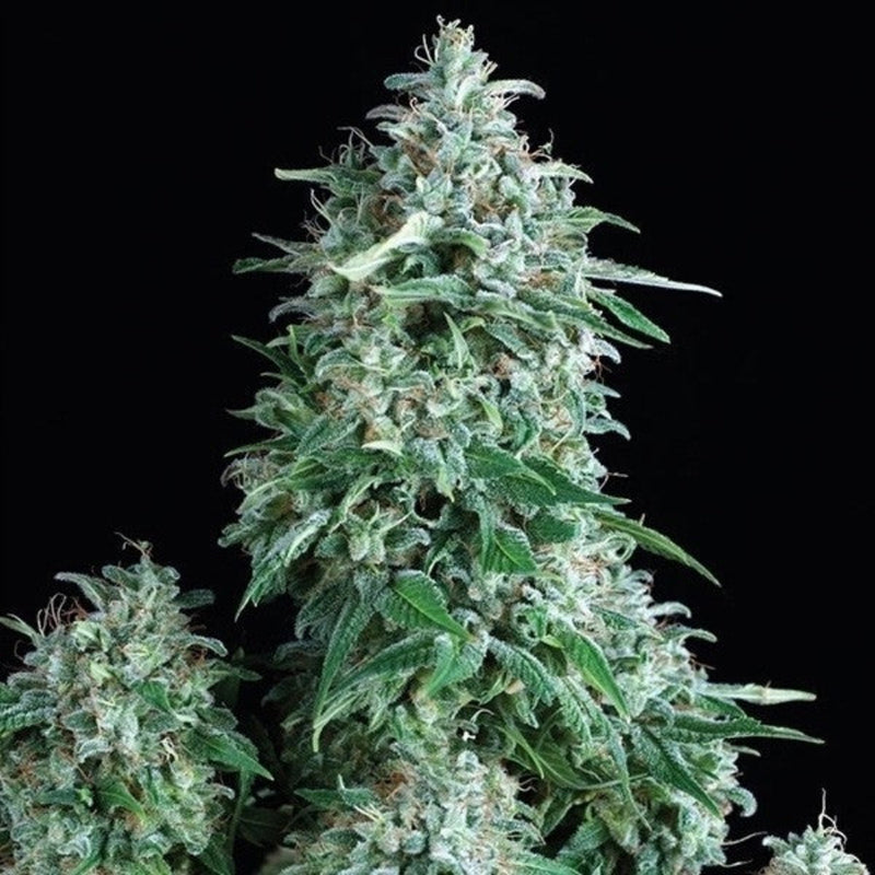 ANUBIS AUTO X3+1 - PYRAMID SEEDS-1