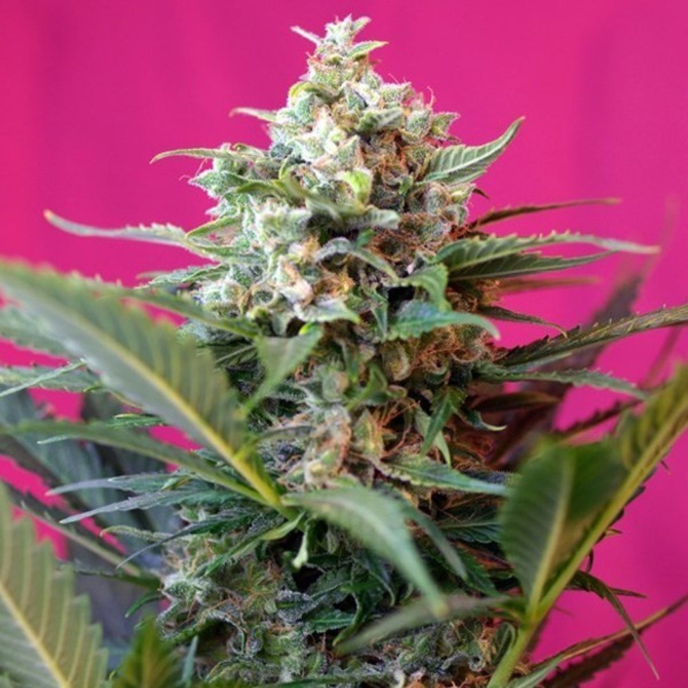 BIG DEVIL XL AUTO X3+1 - SWEET SEEDS