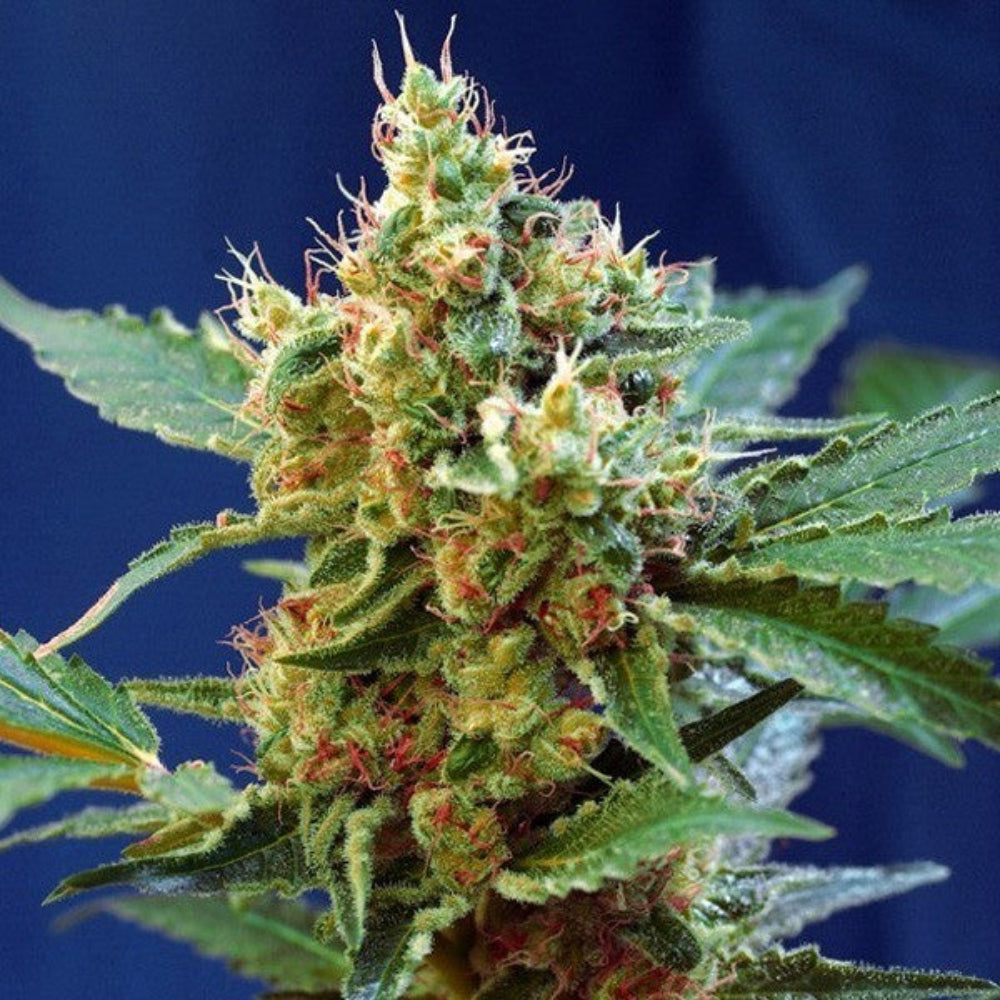 CREAM MANDARINE XL AUTO X3+1 - SWEET SEEDS