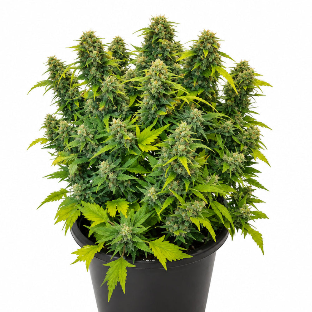 AUTO DUCK X3 - DUTCH PASSION