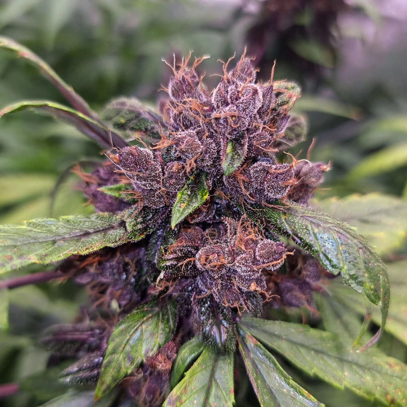 FORBIDDEN CHERRY AUTO X3 - DUTCH PASSION-5