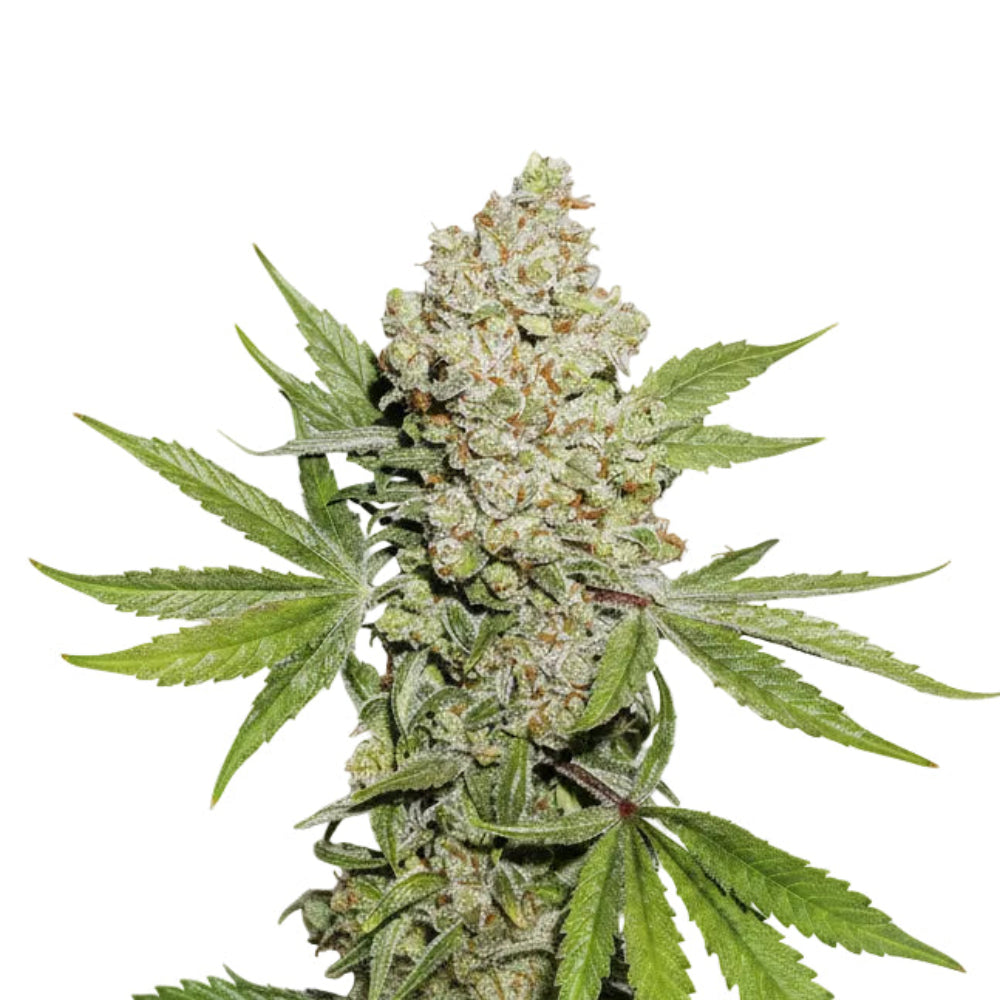 LEMON X VISCOSITY AUTO