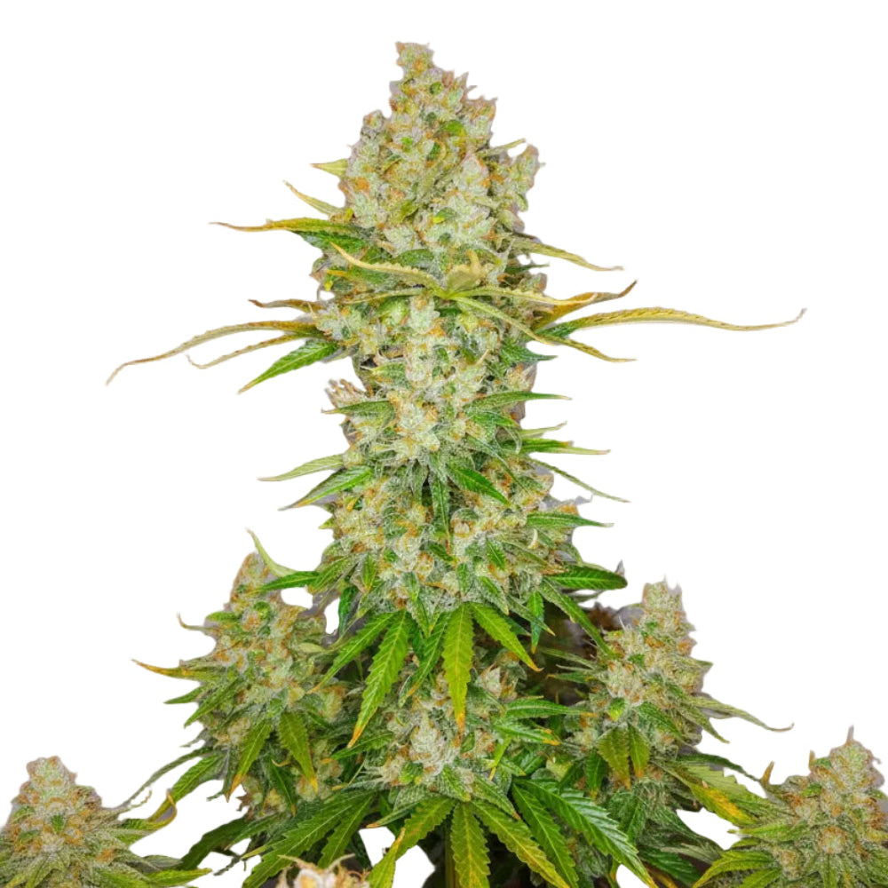 LEMON X VISCOSITY AUTO