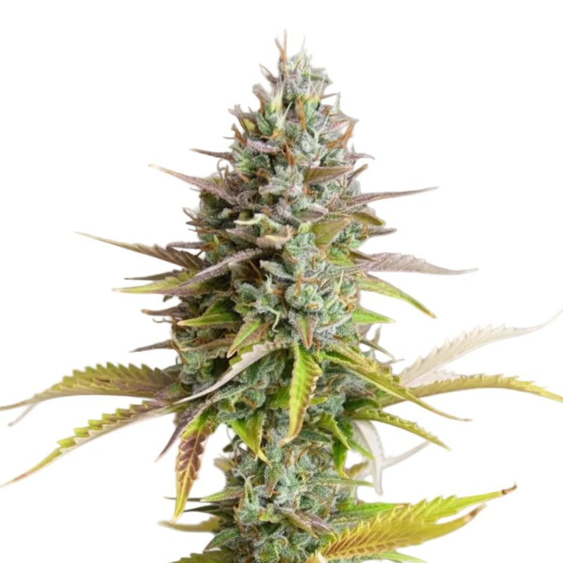 LEMON X VISCOSITY AUTO-3