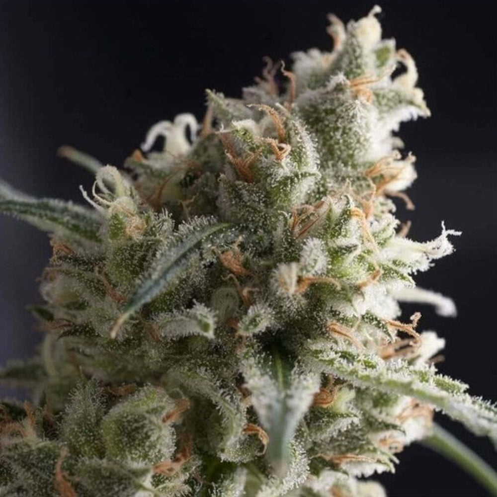 LENNON AUTO X3+1 - PYRAMID SEEDS