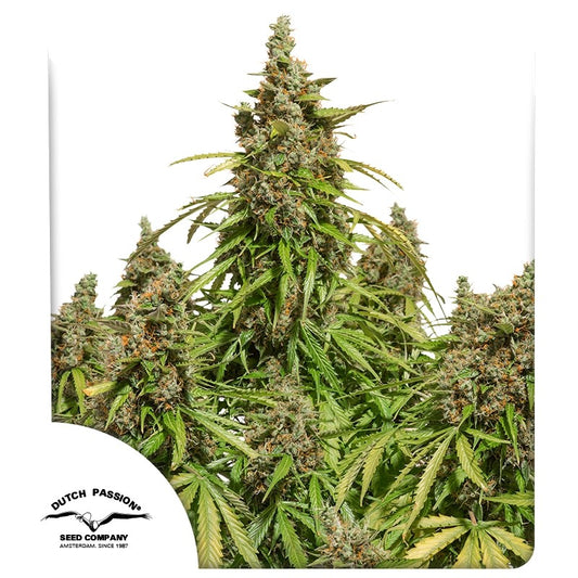 AUTO MAZAR X3 - DUTCH PASSION