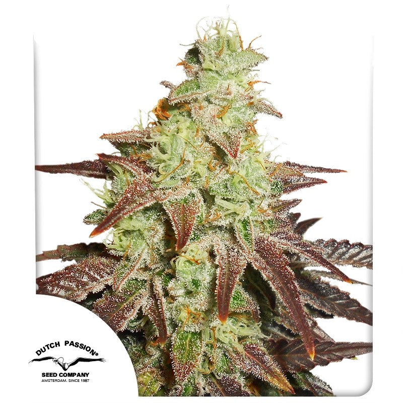 NIGHT QUEEN AUTO X3 - DUTCH PASSION