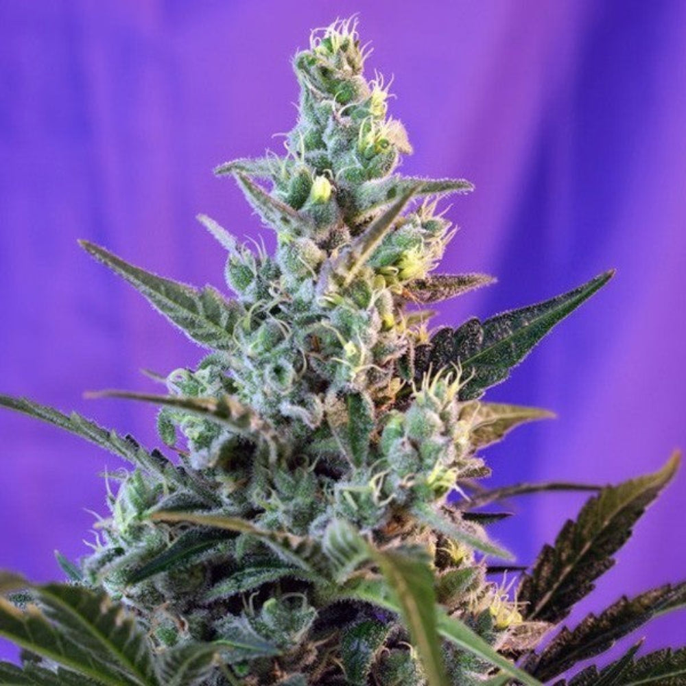 SWEET SKUNK AUTO X3+1 - SWEET SEEDS
