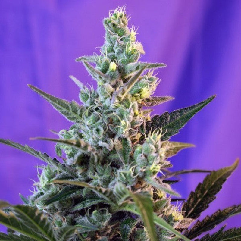 SWEET SKUNK AUTO X3+1 - SWEET SEEDS-1