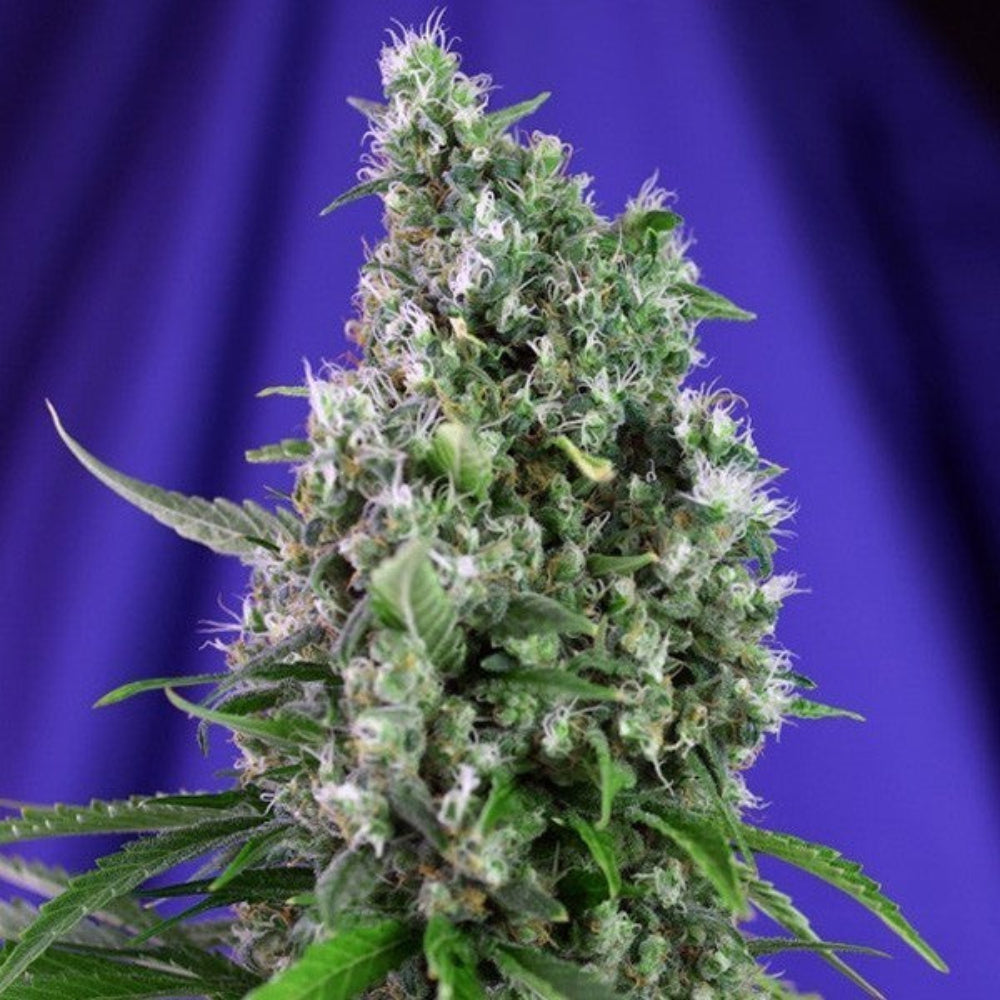 SWEET TRAINWRECK AUTO X3+1 - SWEET SEEDS-1
