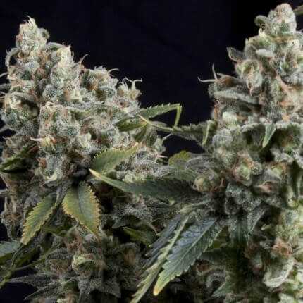 TUTANKHAMON AUTO 5+2 PYRAMID SEEDS