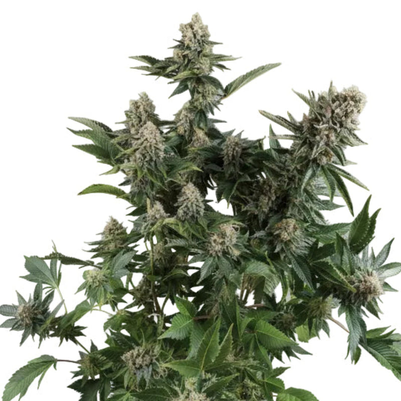 White Widow Auto GRANELSEEDS-4