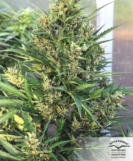 XTREME AUTO X3 - DUTCH PASSION