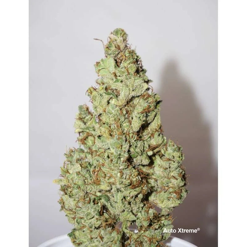XTREME AUTO X3 - DUTCH PASSION