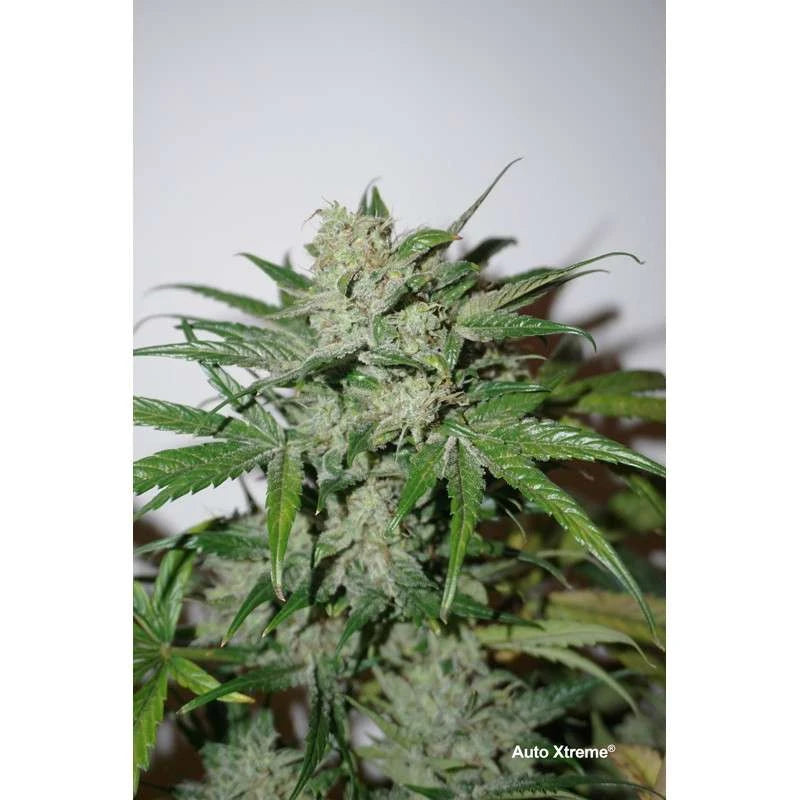 XTREME AUTO X3 - DUTCH PASSION