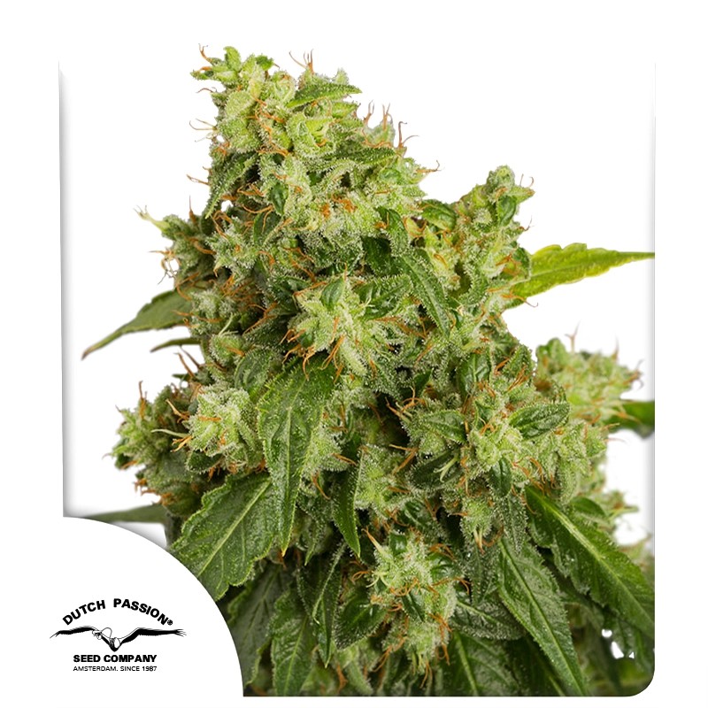 XTREME AUTO X3 - DUTCH PASSION