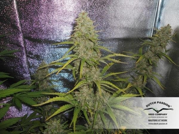 XTREME AUTO X3 - DUTCH PASSION