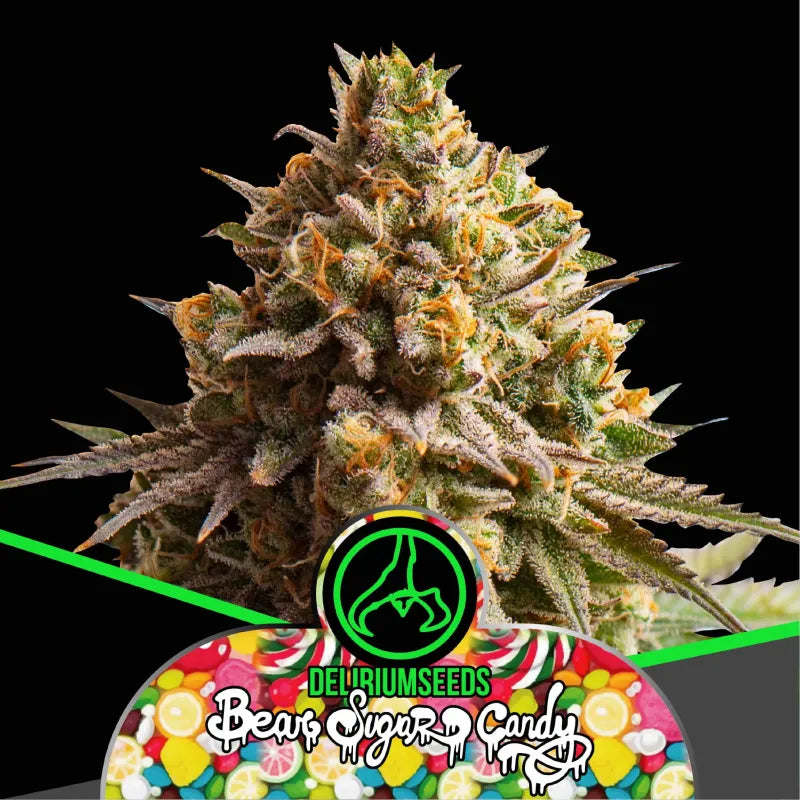 BEAR SUGAR CANDY FEM X4 DELIRIUM SEEDS-2