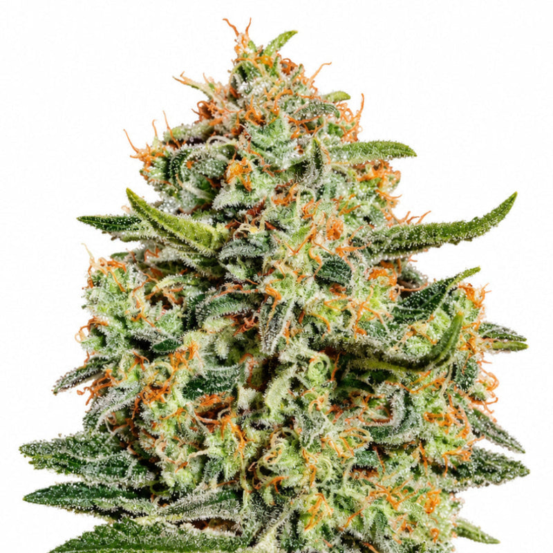 BIG BANG FEM X3 - GREEN HOUSE SEED-1