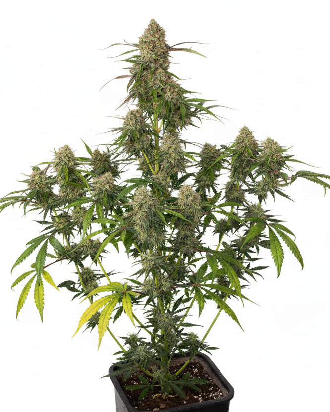 BIG KUSH FAST - GRANELSEEDS-2