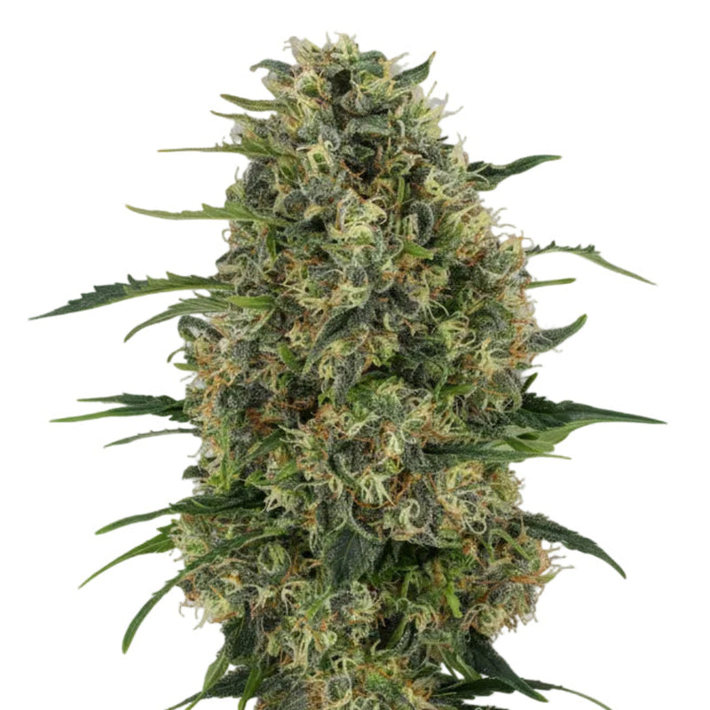 DOMINA FAST GRANEL SEEDS-1