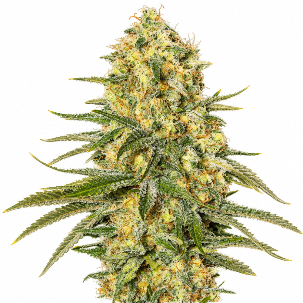 BLACK DREAM FEM X3 - EVA SEEDS-1