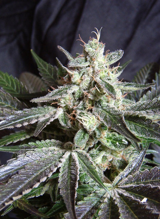 BLACK JACK F1 X25 SWEET SEEDS