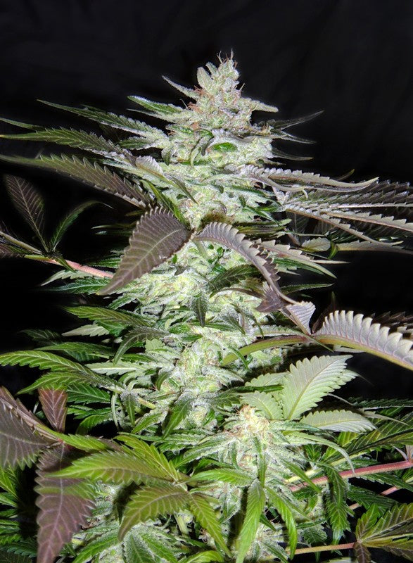 BLACK JACK FEM X25 SWEET SEEDS