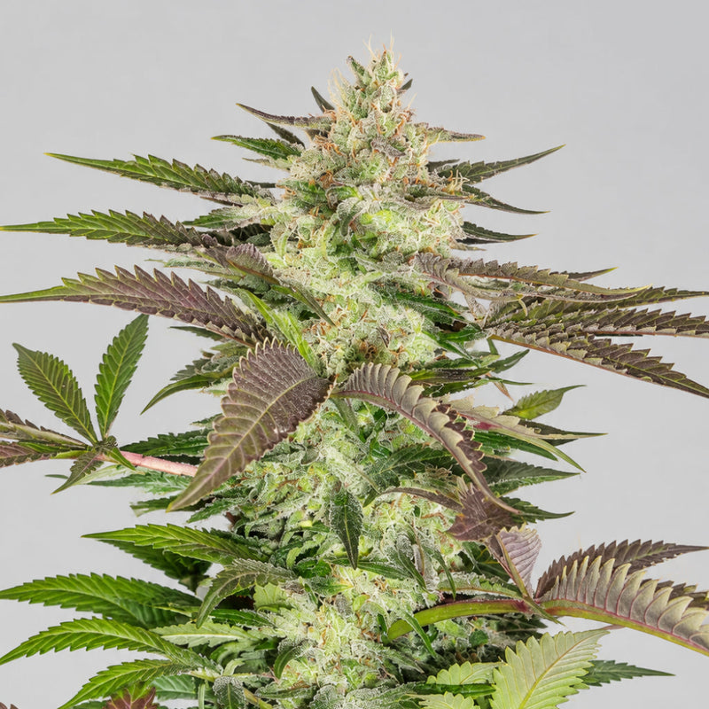 BLACK JACK FEM X100 - SWEET SEEDS-1