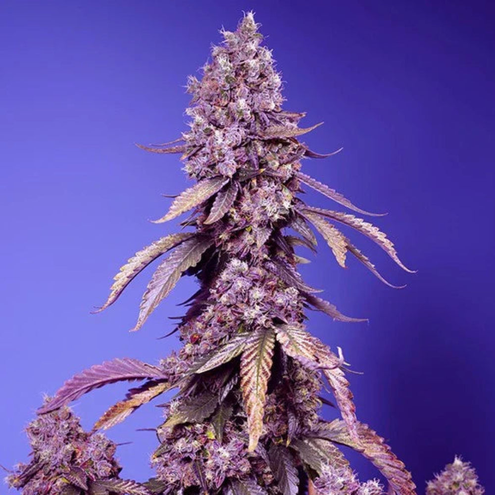 BLACK MUFFIN FAST VERSION 3+1 SWEET SEEDS