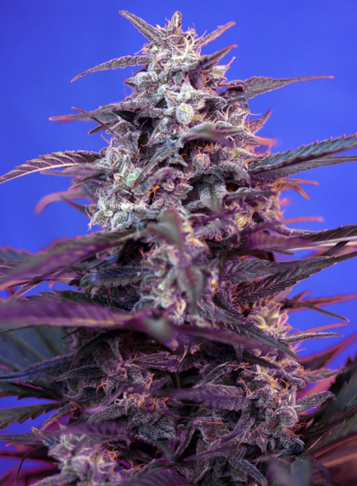 BLOODY SKUNK AUTO X3+1 - SWEET SEEDS