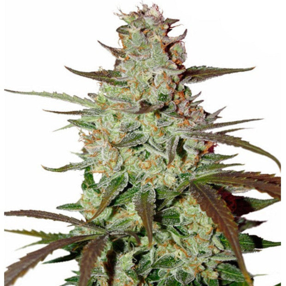 Blueberry Mazar Auto GRANELSEEDS