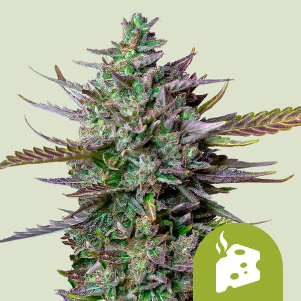 BLUE CHEESE AUTO X10 ROYAL QUEEN SEEDS