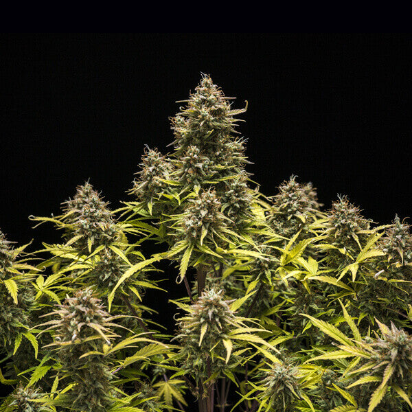 BLUE CHEESE AUTO X3 ROYAL QUEEN SEEDS-3