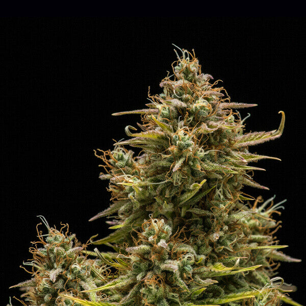 BLUE CHEESE AUTO X3 ROYAL QUEEN SEEDS-4