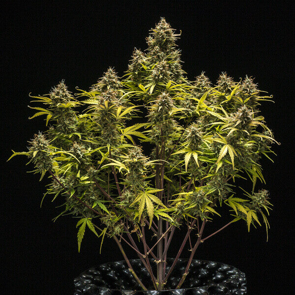 BLUE CHEESE AUTO X5 ROYAL QUEEN SEEDS